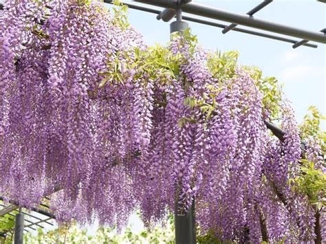 藤科植物|藤（フジ）とは？特徴・種類や色別の花言葉をご紹介！